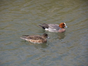 Eurasian Wigeon 男里川 Sat, 4/11/2020