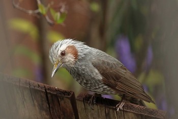 Brown-eared Bulbul 京都市西京区 Sat, 4/11/2020