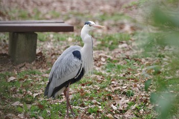 2020年4月11日(土) 大泉緑地の野鳥観察記録