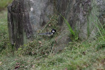 シジュウカラ 大泉緑地 2020年4月11日(土)