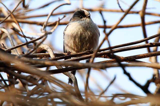 東京港野鳥公園 エナガの写真 by natoto