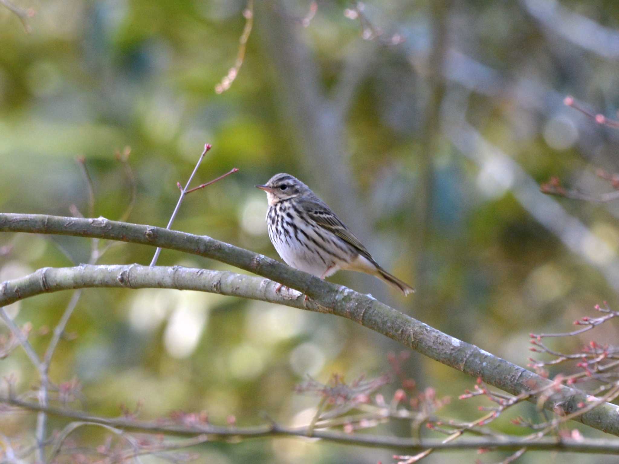 Photo of Olive-backed Pipit at 三河湖園地 by ポッちゃんのパパ