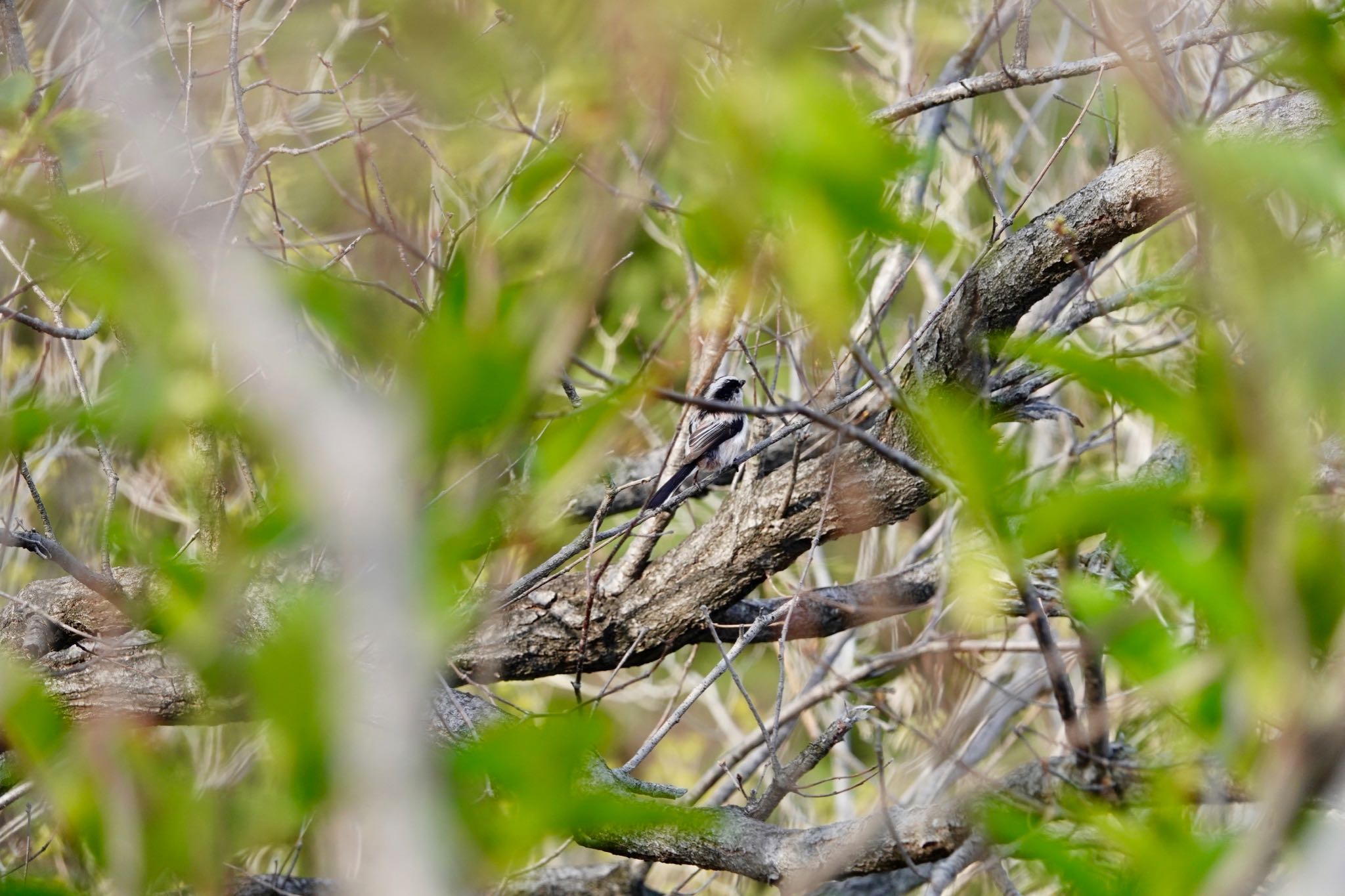 Photo of Long-tailed Tit at 甲山森林公園 by speedgame