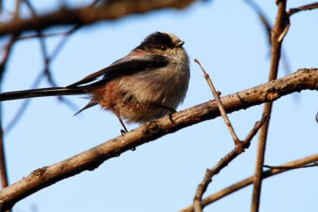 Long-tailed Tit