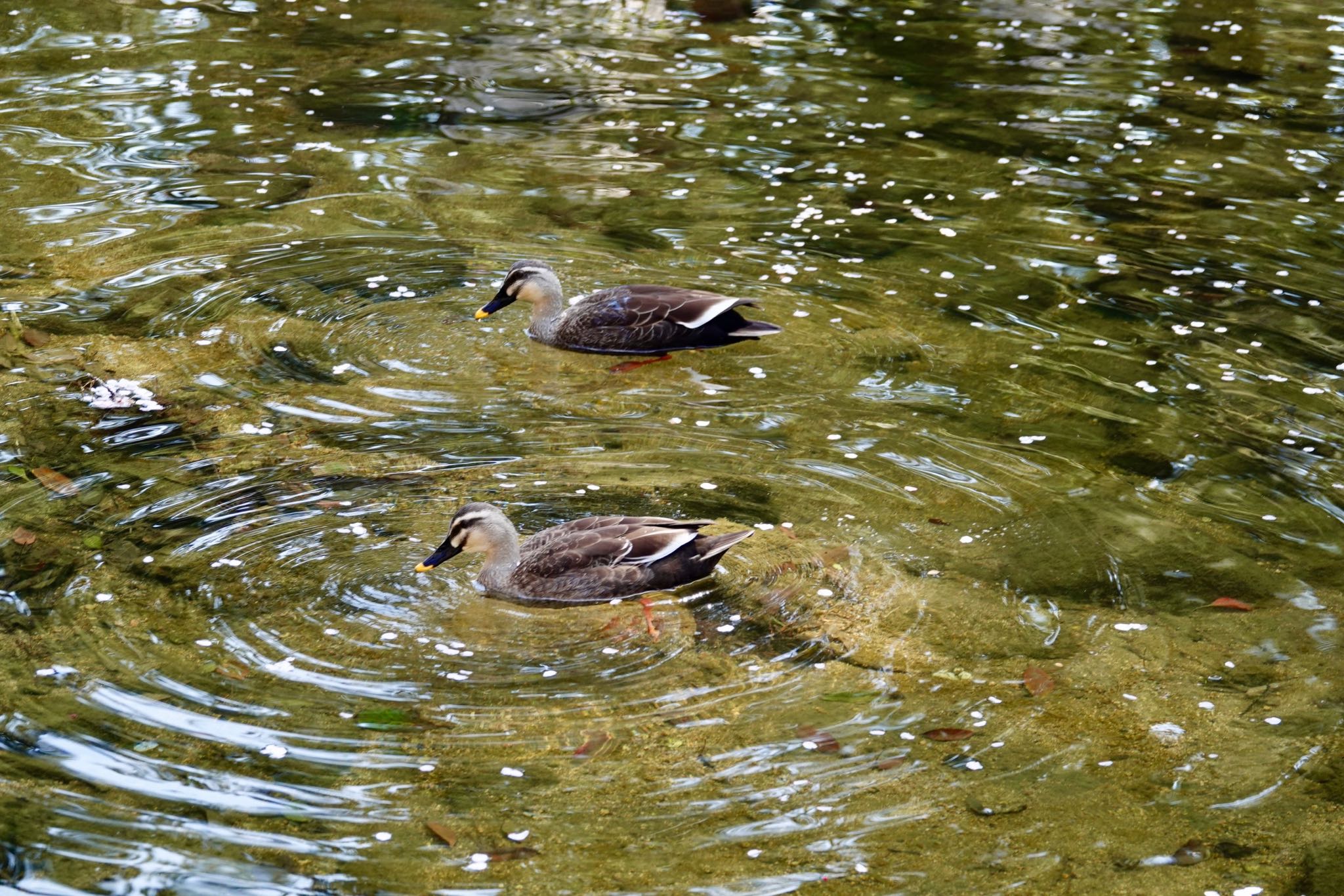 Photo of Eastern Spot-billed Duck at 夙川河川敷緑地(夙川公園) by speedgame