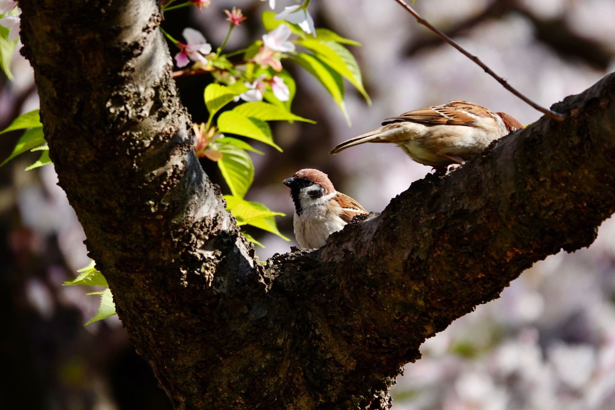 Photo of Eurasian Tree Sparrow at 夙川河川敷緑地(夙川公園) by speedgame