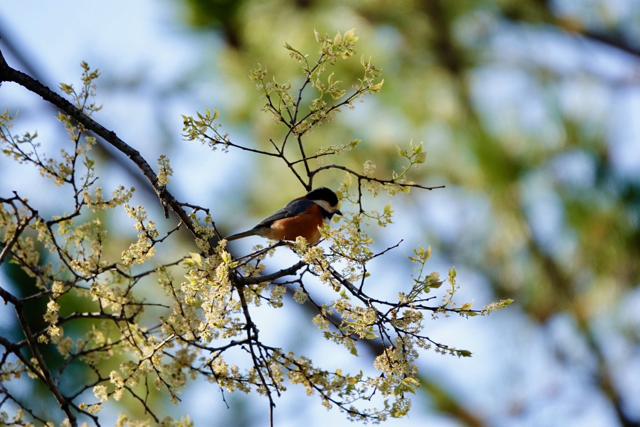 Photo of Varied Tit at 夙川河川敷緑地(夙川公園) by speedgame