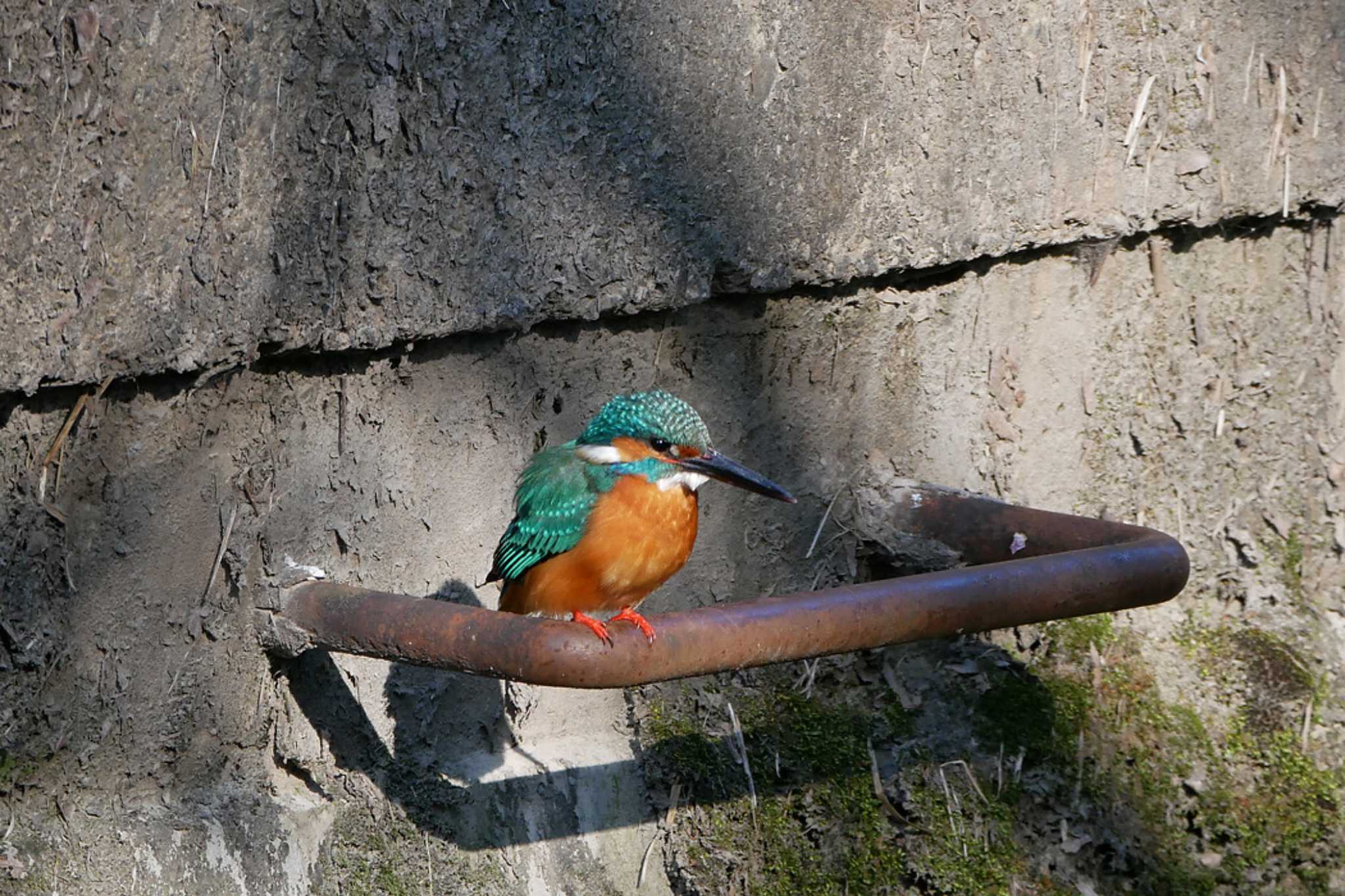 井の頭公園 カワセミの写真 by ぴくるす