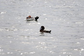 ホオジロガモ 香櫨園浜 2020年4月11日(土)