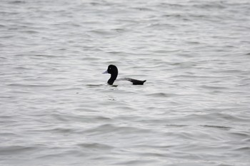 Greater Scaup 香櫨園浜 Sat, 4/11/2020