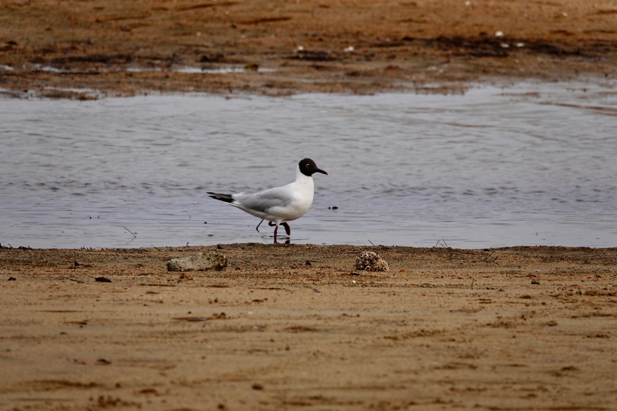 Photo of Black-headed Gull at 香櫨園浜 by speedgame