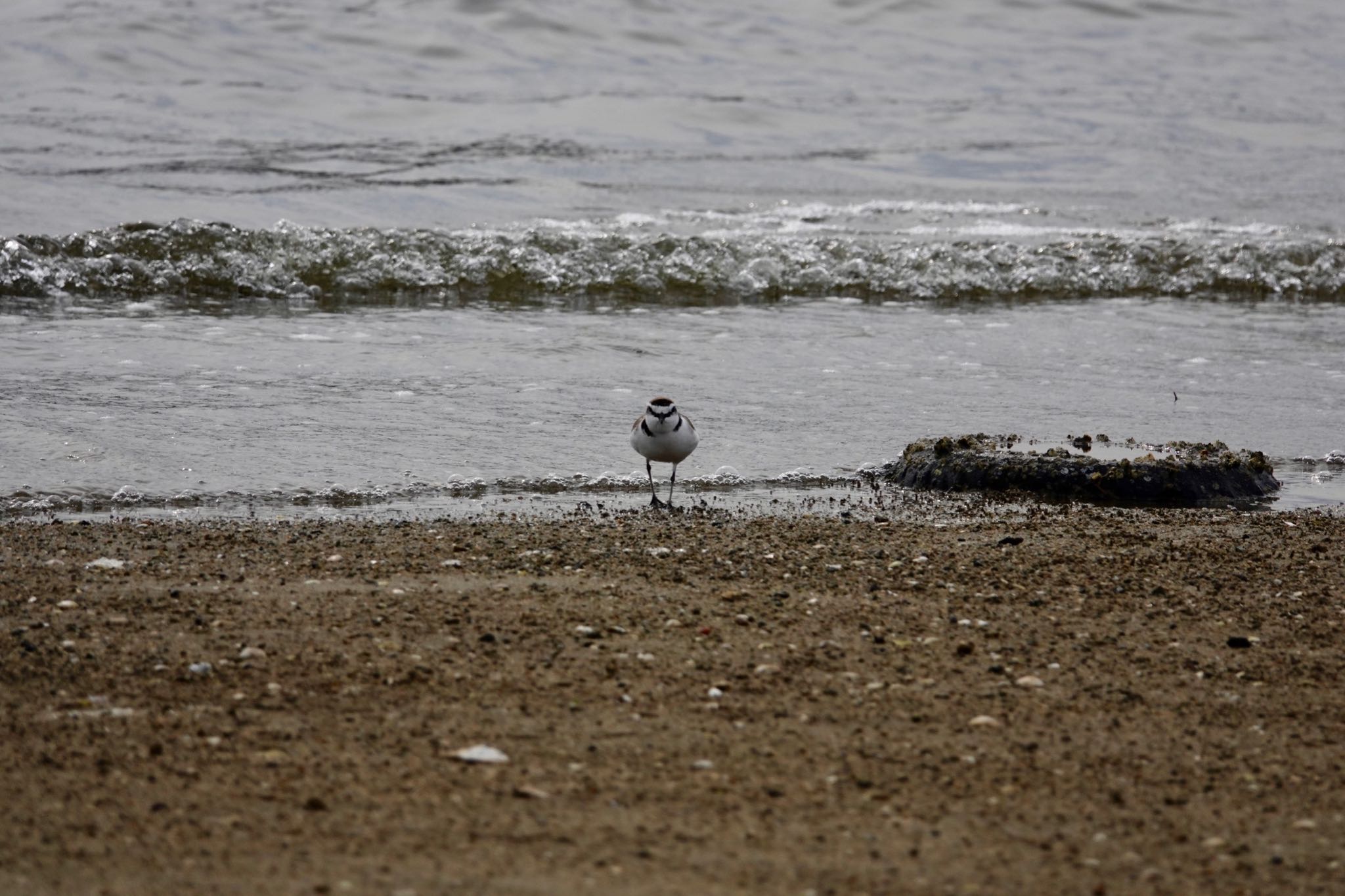 Photo of Kentish Plover at 香櫨園浜 by speedgame