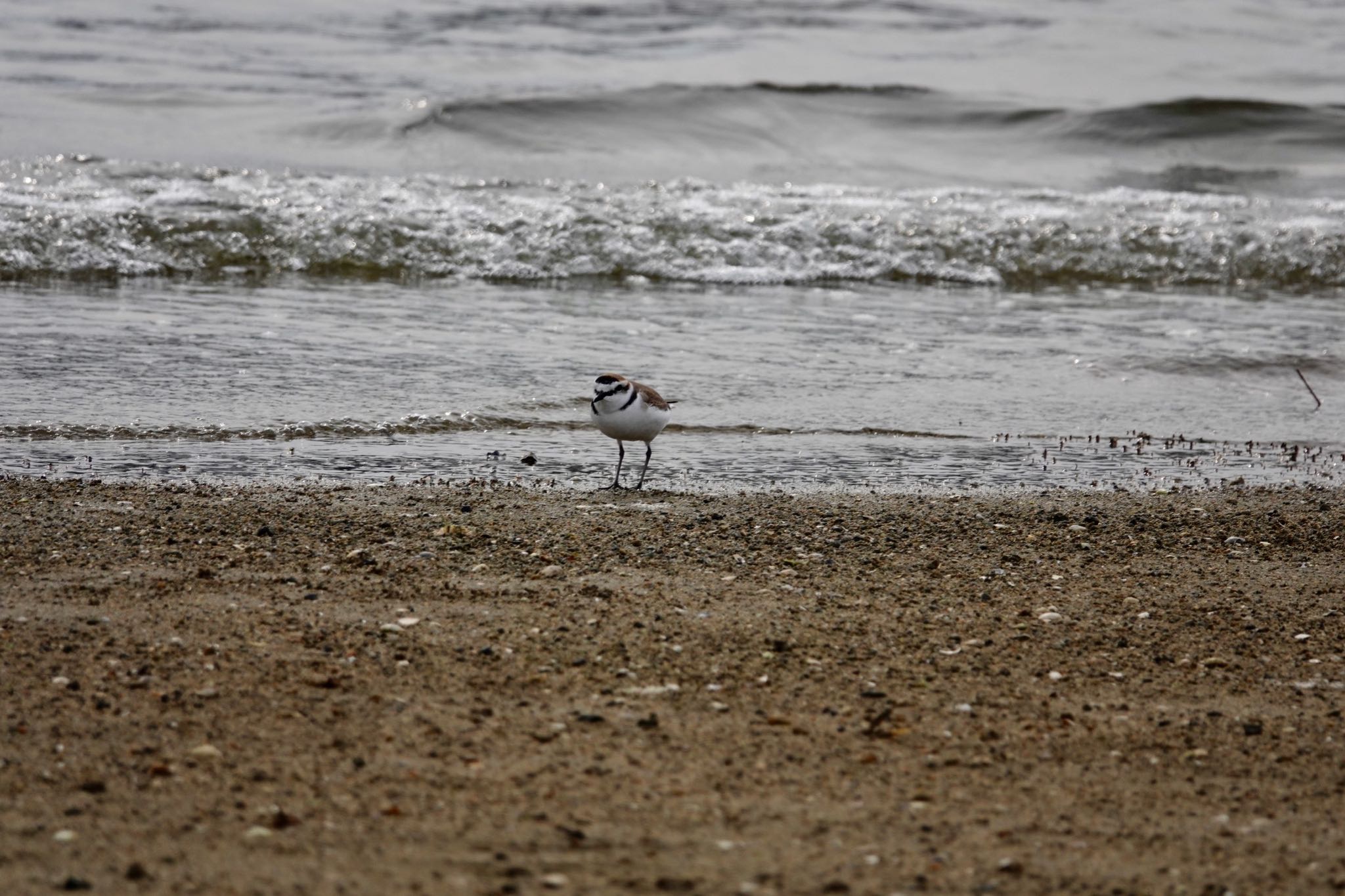 香櫨園浜 シロチドリの写真 by speedgame