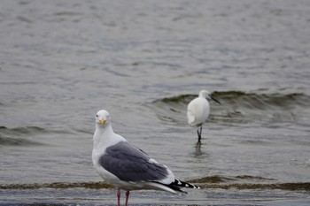 セグロカモメ 香櫨園浜 2020年4月11日(土)