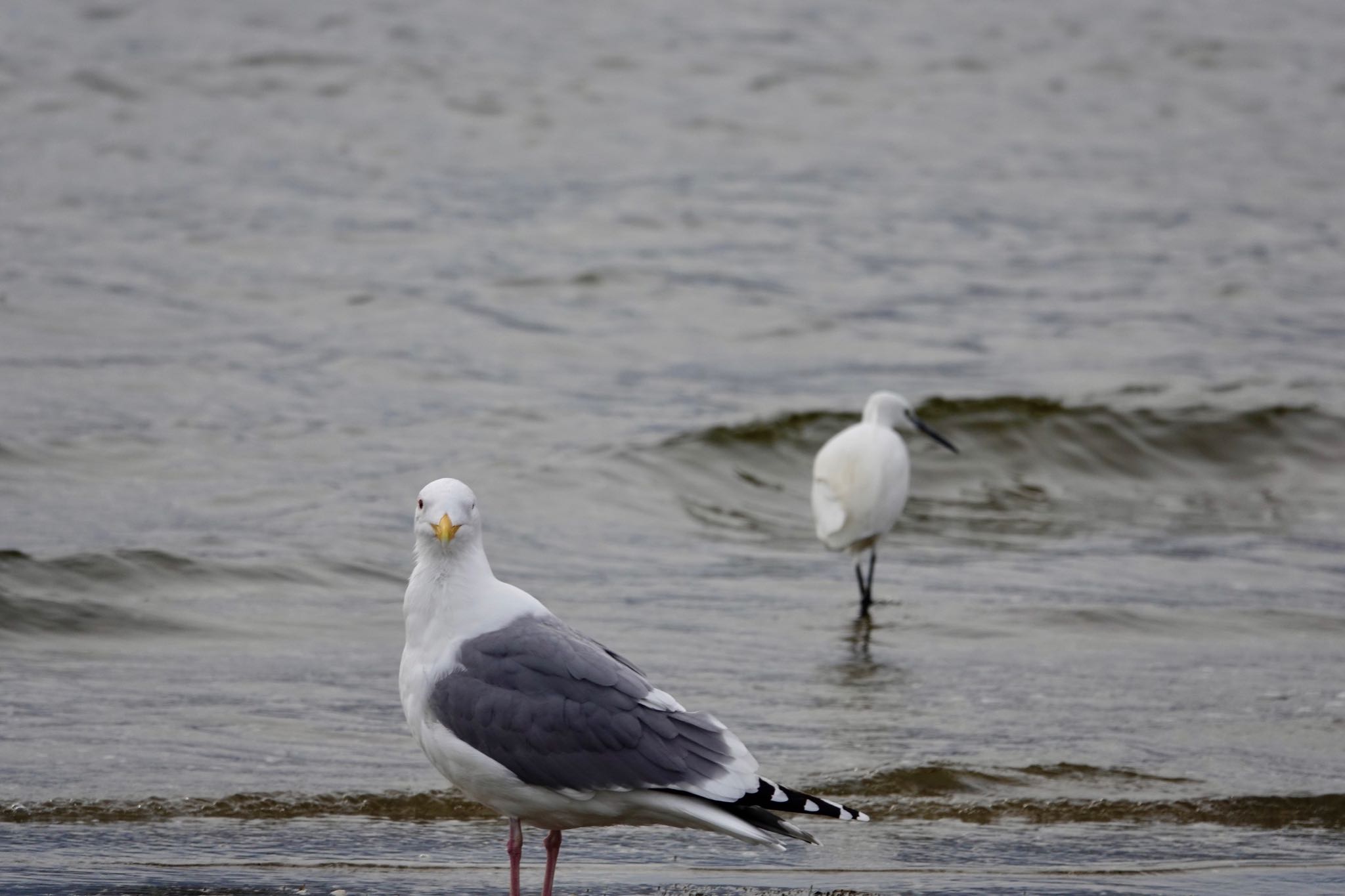 Photo of Vega Gull at 香櫨園浜 by speedgame