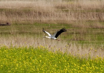 コウノトリ 渡良瀬遊水地 2020年4月11日(土)