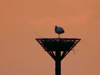 コウノトリ 渡良瀬遊水地 2020年4月11日(土)