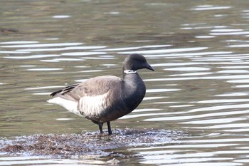 Brant Goose Yatsu-higata Sun, 3/27/2016