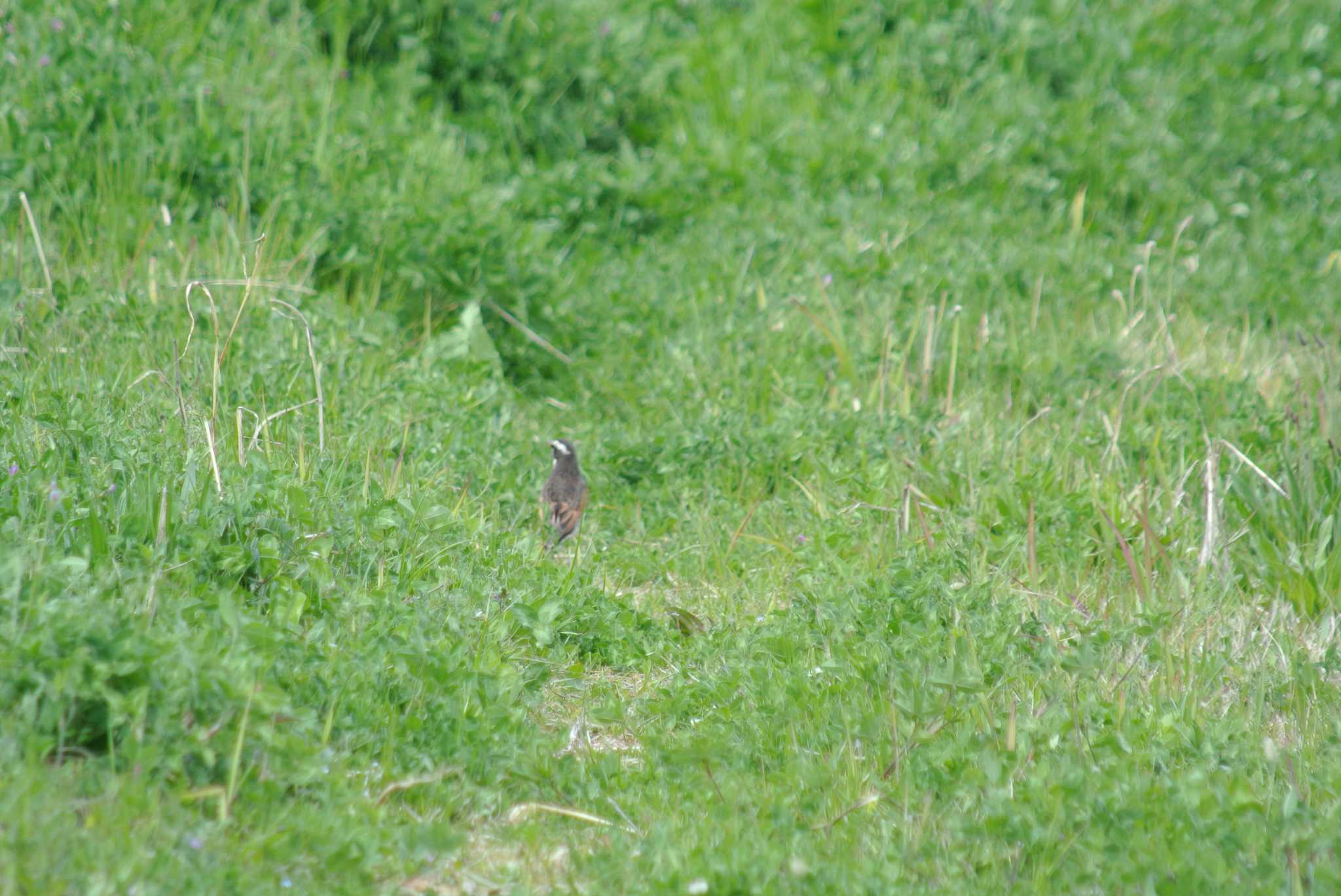 Photo of Dusky Thrush at 藻川 by Daguchan