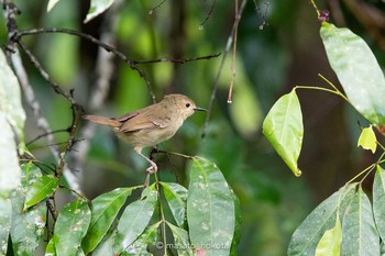 Large-billed Scrubwren Kingfisher Park Lodge Sun, 1/5/2020