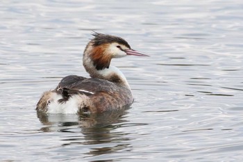 Great Crested Grebe Yatsu-higata Sun, 3/27/2016