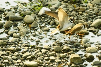 Little Ringed Plover Nogawa Thu, 4/2/2020