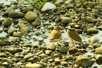 Little Ringed Plover Nogawa Thu, 4/2/2020