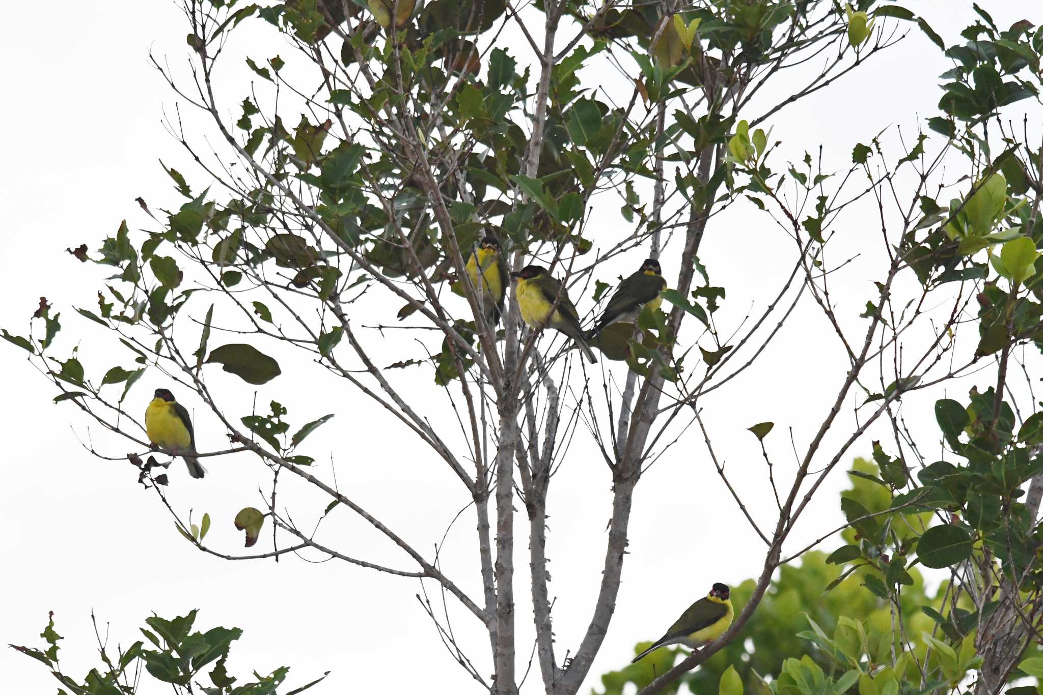 Australasian Figbird