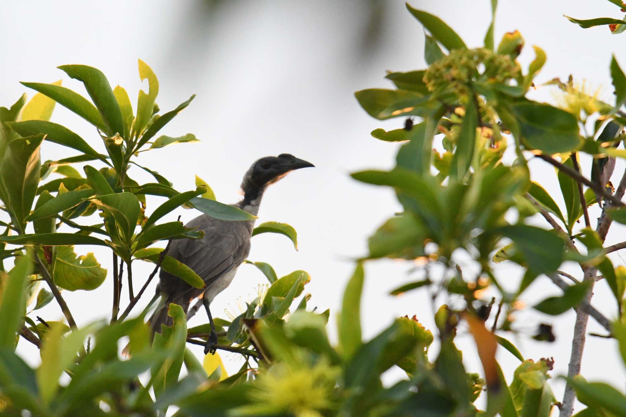 Hornbill Friarbird