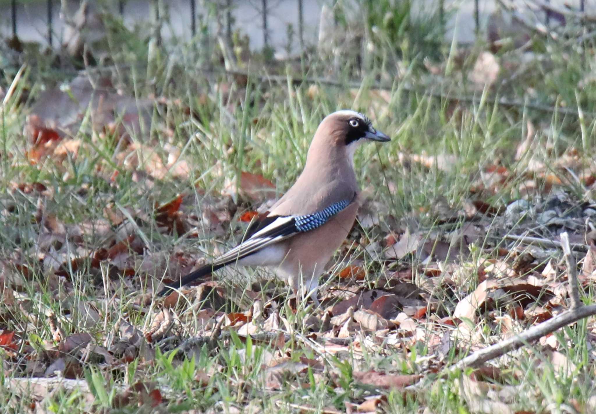 Photo of Eurasian Jay at Arima Fuji Park by Hokkaido.univ