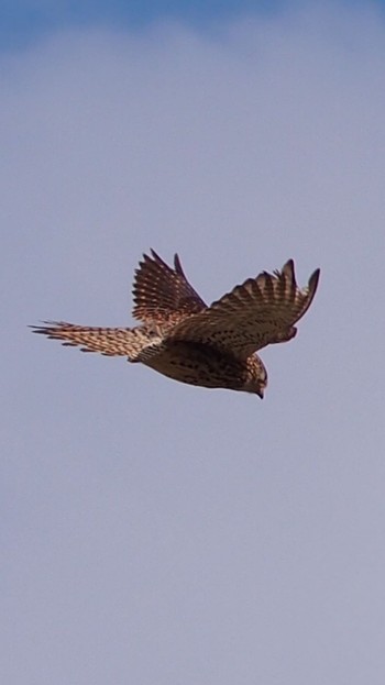 2020年4月11日(土) 大久保農耕地の野鳥観察記録