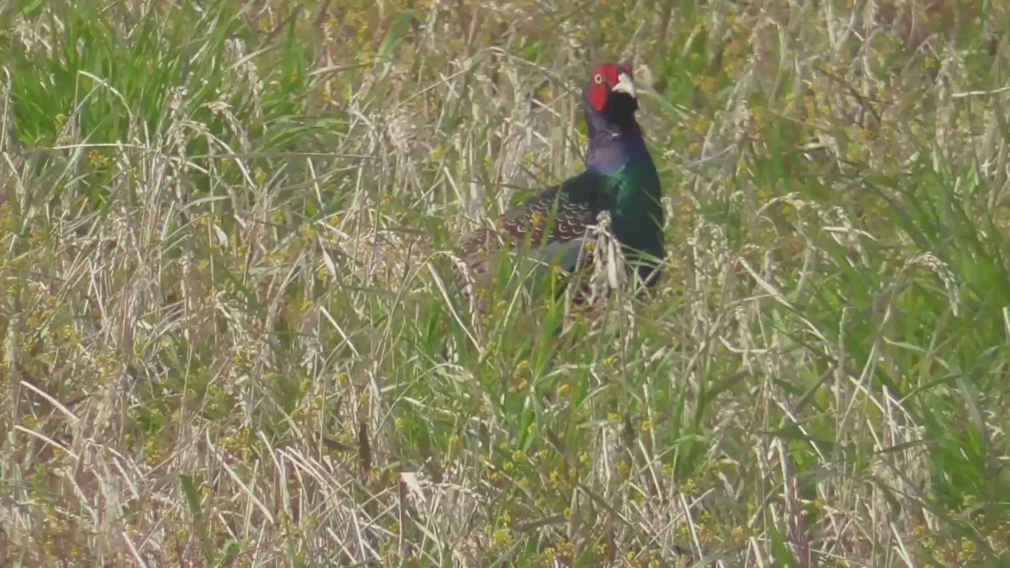 Green Pheasant