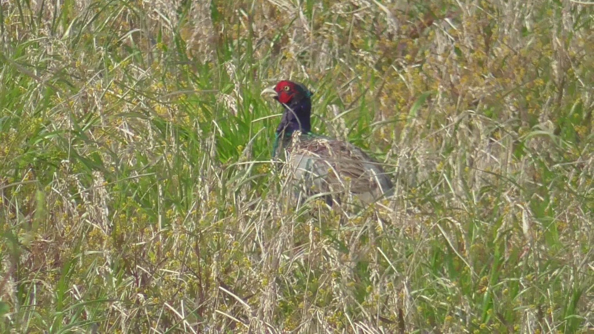 Green Pheasant