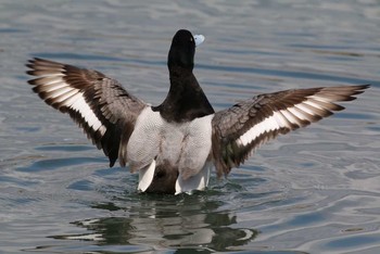 Greater Scaup Yatsu-higata Sun, 3/27/2016