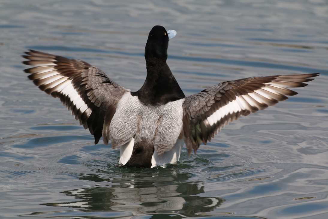 Photo of Greater Scaup at Yatsu-higata by モカ