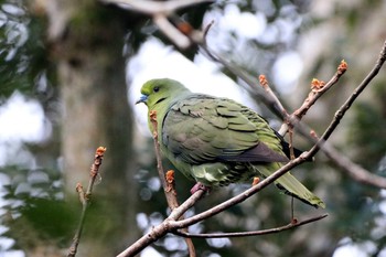 ズアカアオバト 奄美自然観察の森 2020年1月30日(木)