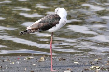 Black-winged Stilt Yatsu-higata Sun, 3/27/2016