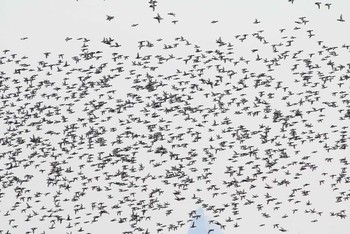 Greater Scaup Kasai Rinkai Park Sun, 3/27/2016