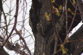 Japanese Pygmy Woodpecker 平磯緑地公園 Sun, 4/12/2020