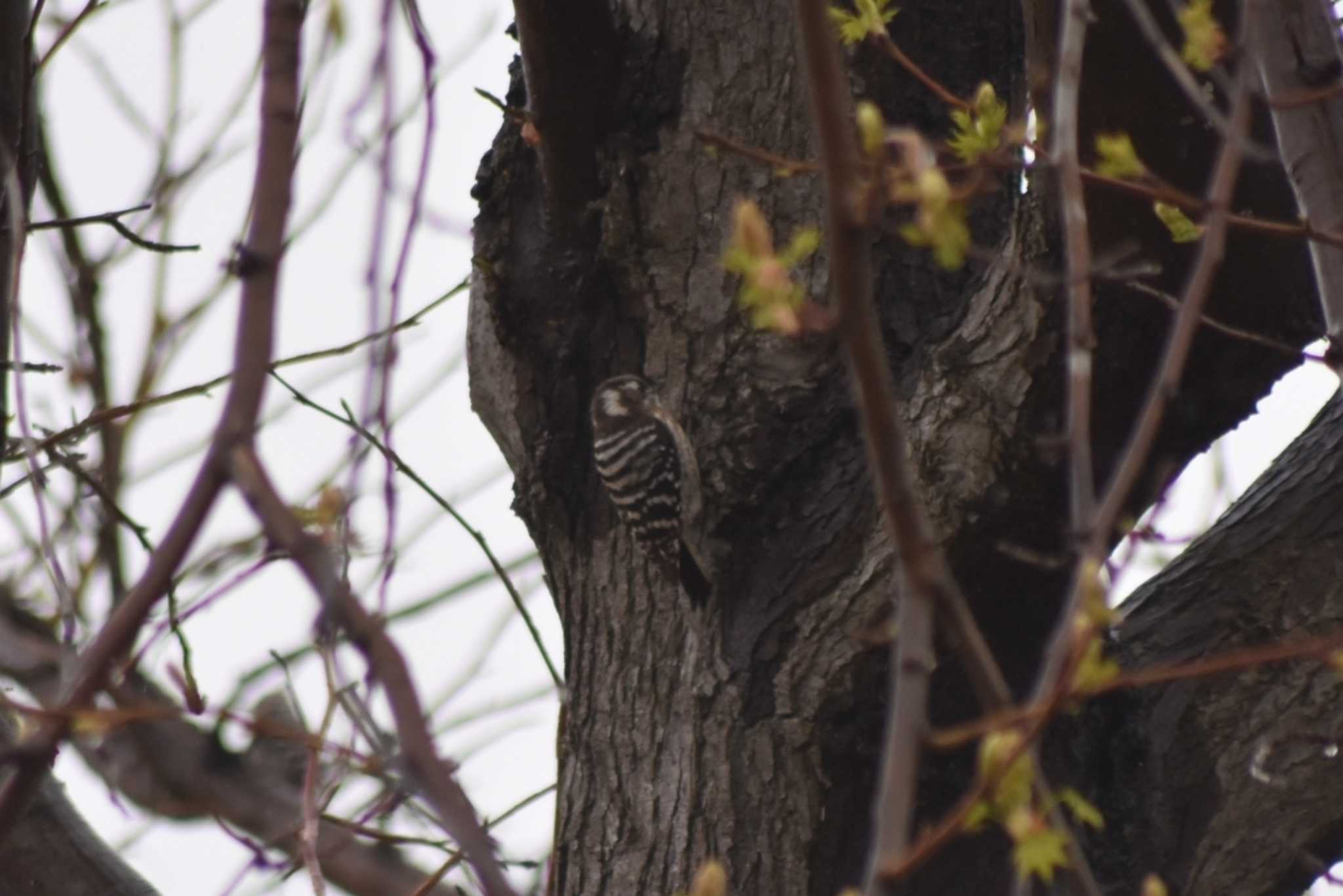 Japanese Pygmy Woodpecker