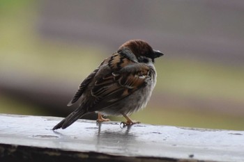 Eurasian Tree Sparrow 平磯緑地公園 Sun, 4/12/2020