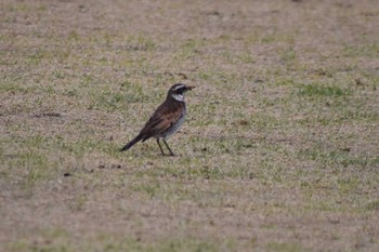 Dusky Thrush 平磯緑地公園 Sun, 4/12/2020