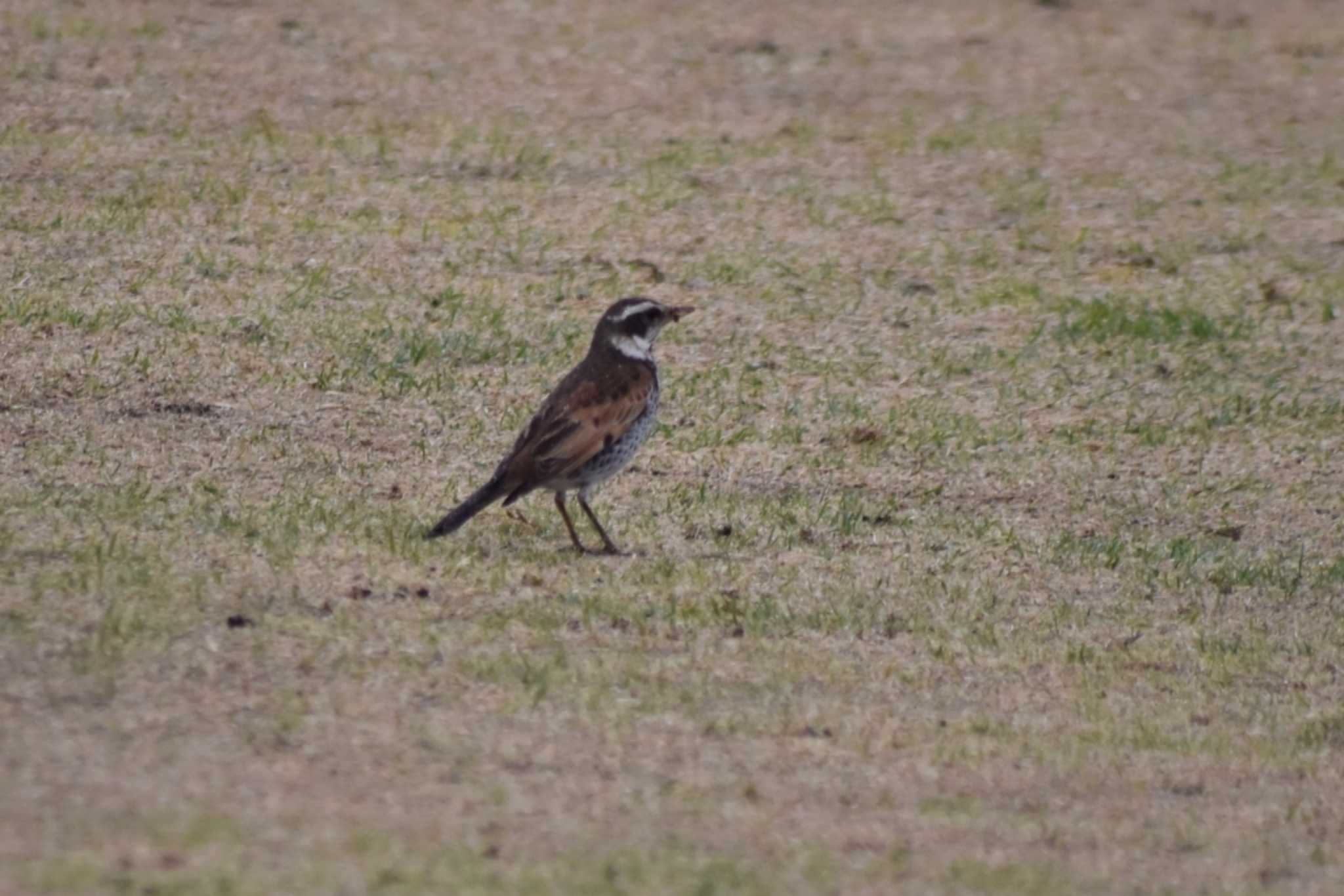 Dusky Thrush