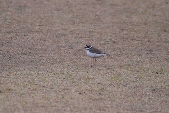 Long-billed Plover 平磯緑地公園 Sun, 4/12/2020