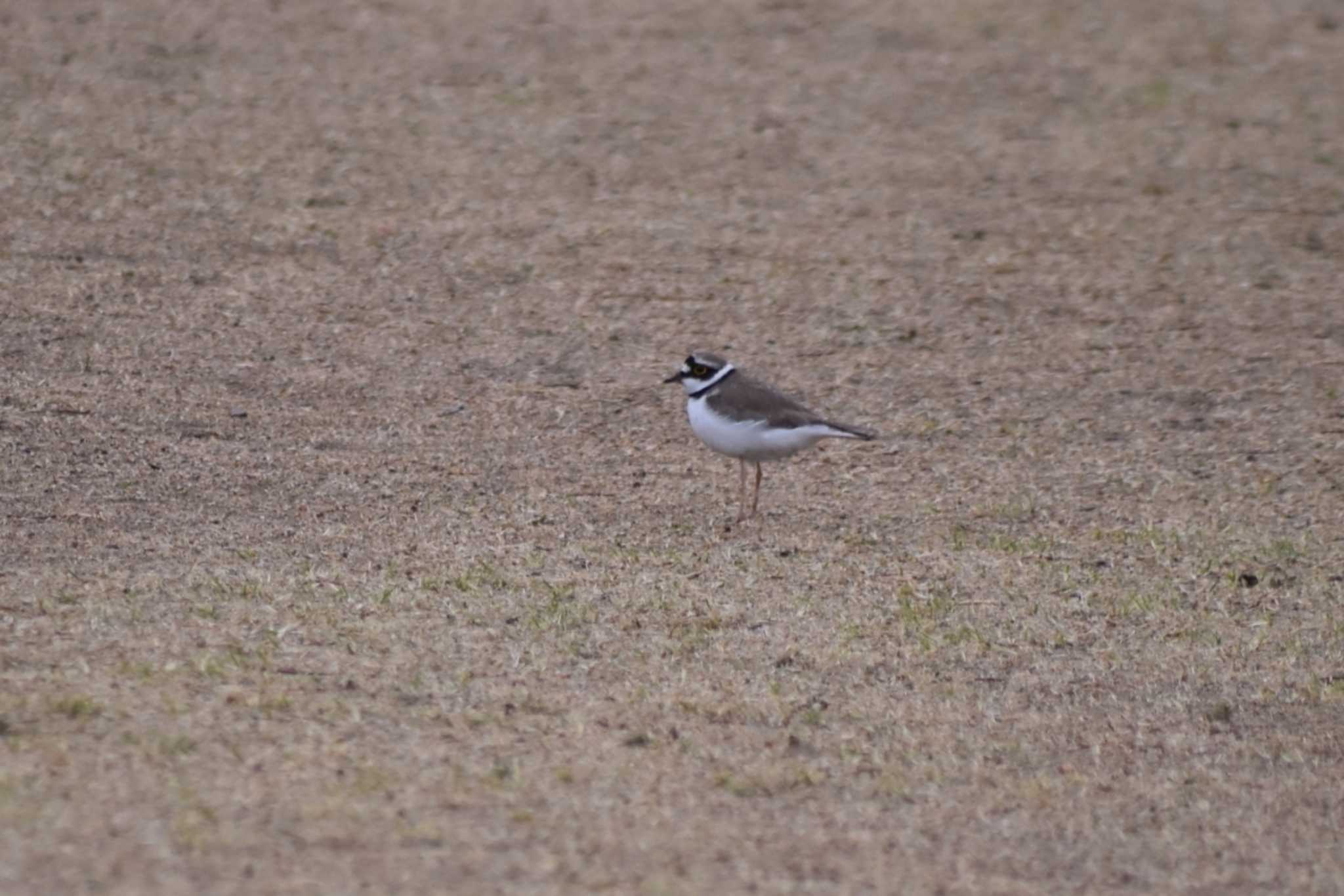 Long-billed Plover