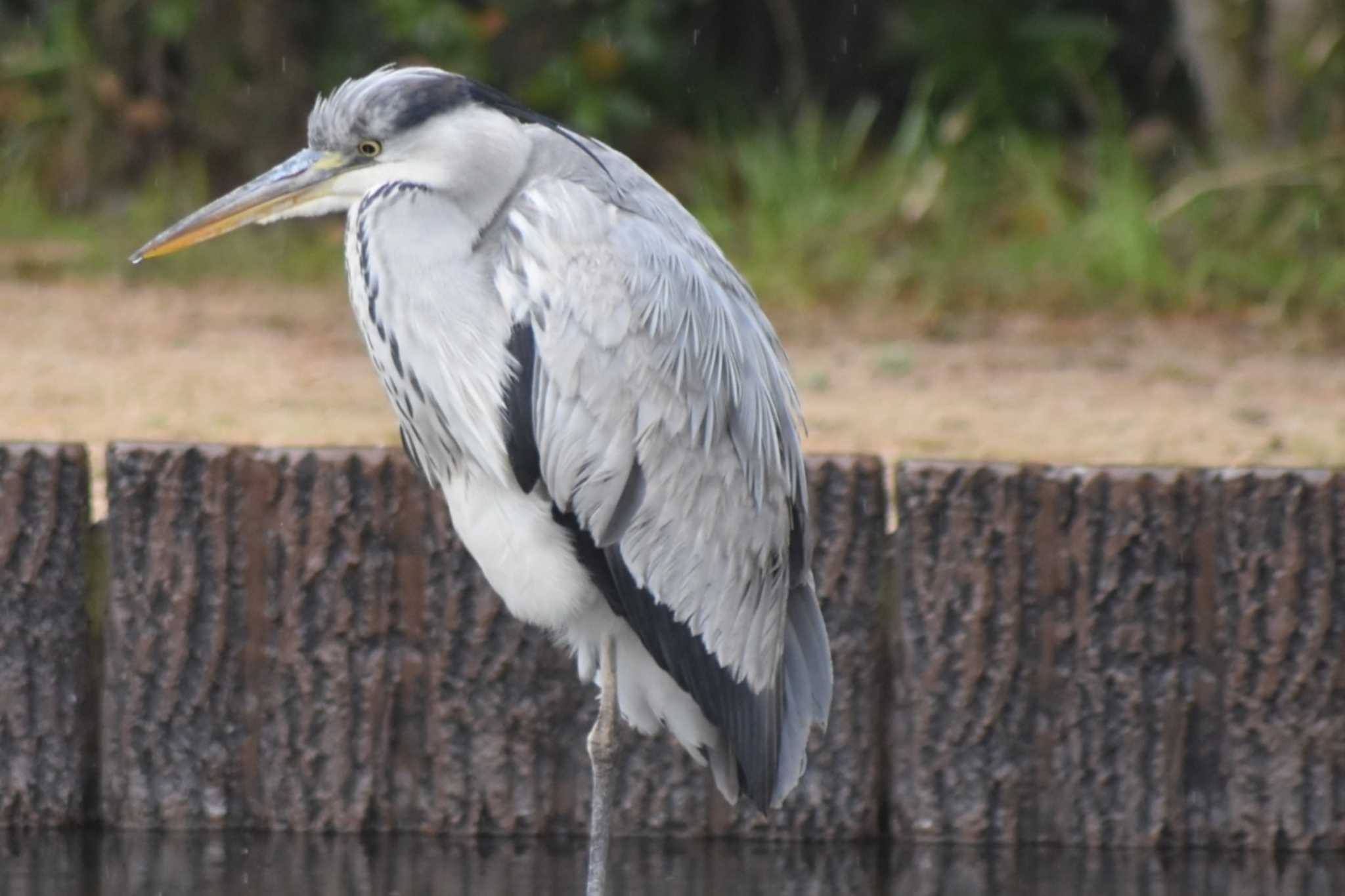 Grey Heron