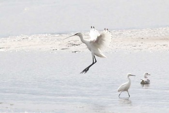 Eurasian Spoonbill Kasai Rinkai Park Sun, 3/27/2016