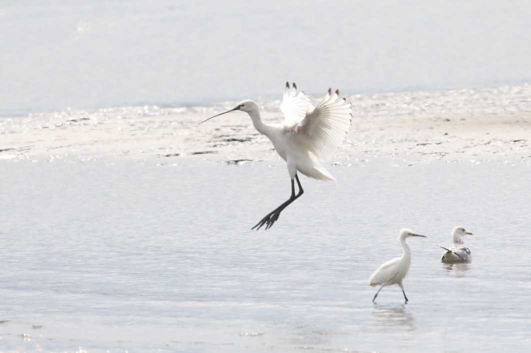 Photo of Eurasian Spoonbill at Kasai Rinkai Park by モカ