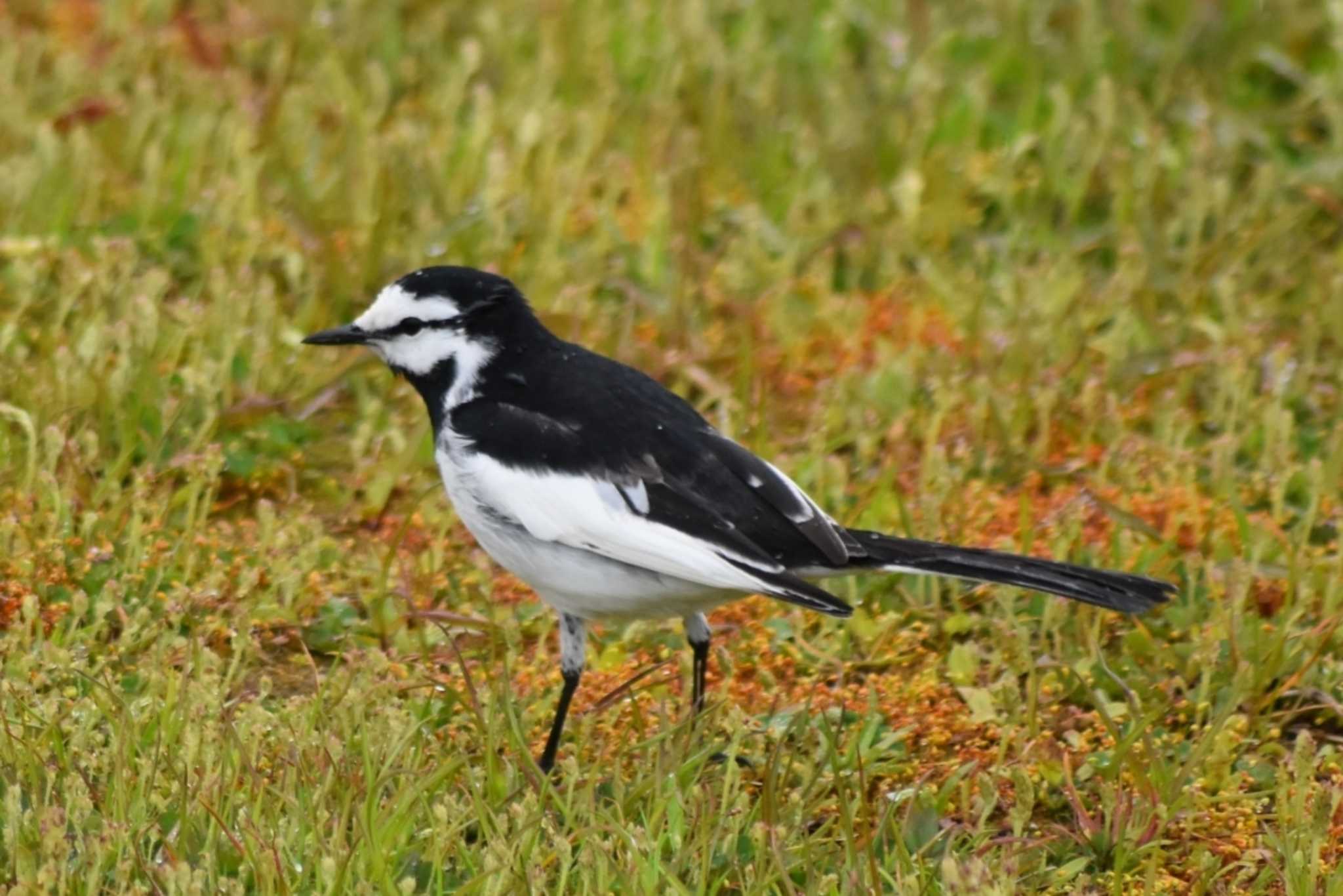 Photo of White Wagtail at 平磯緑地公園 by 五色鳥