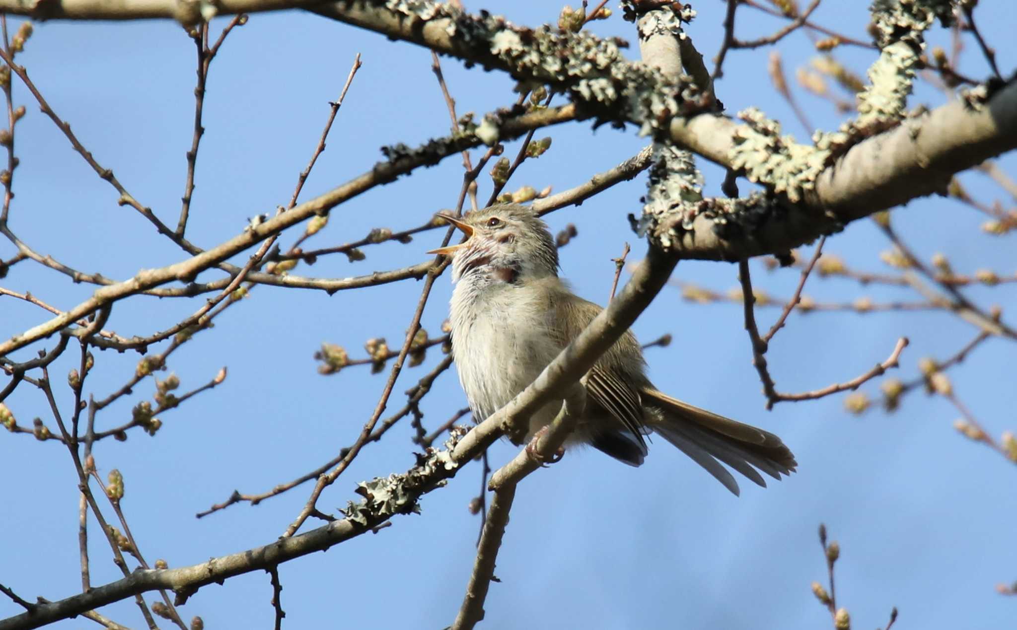 ウグイス by Hokkaido.univ